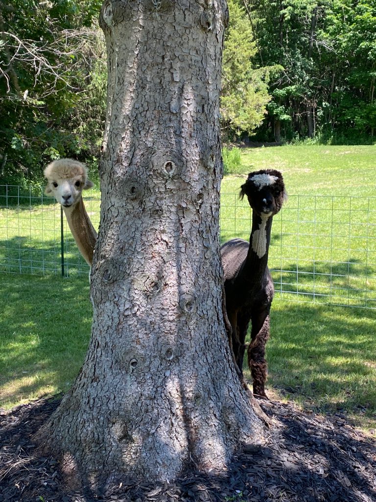 A photo of Dapper Dan and Captain Jefferds behind a tree