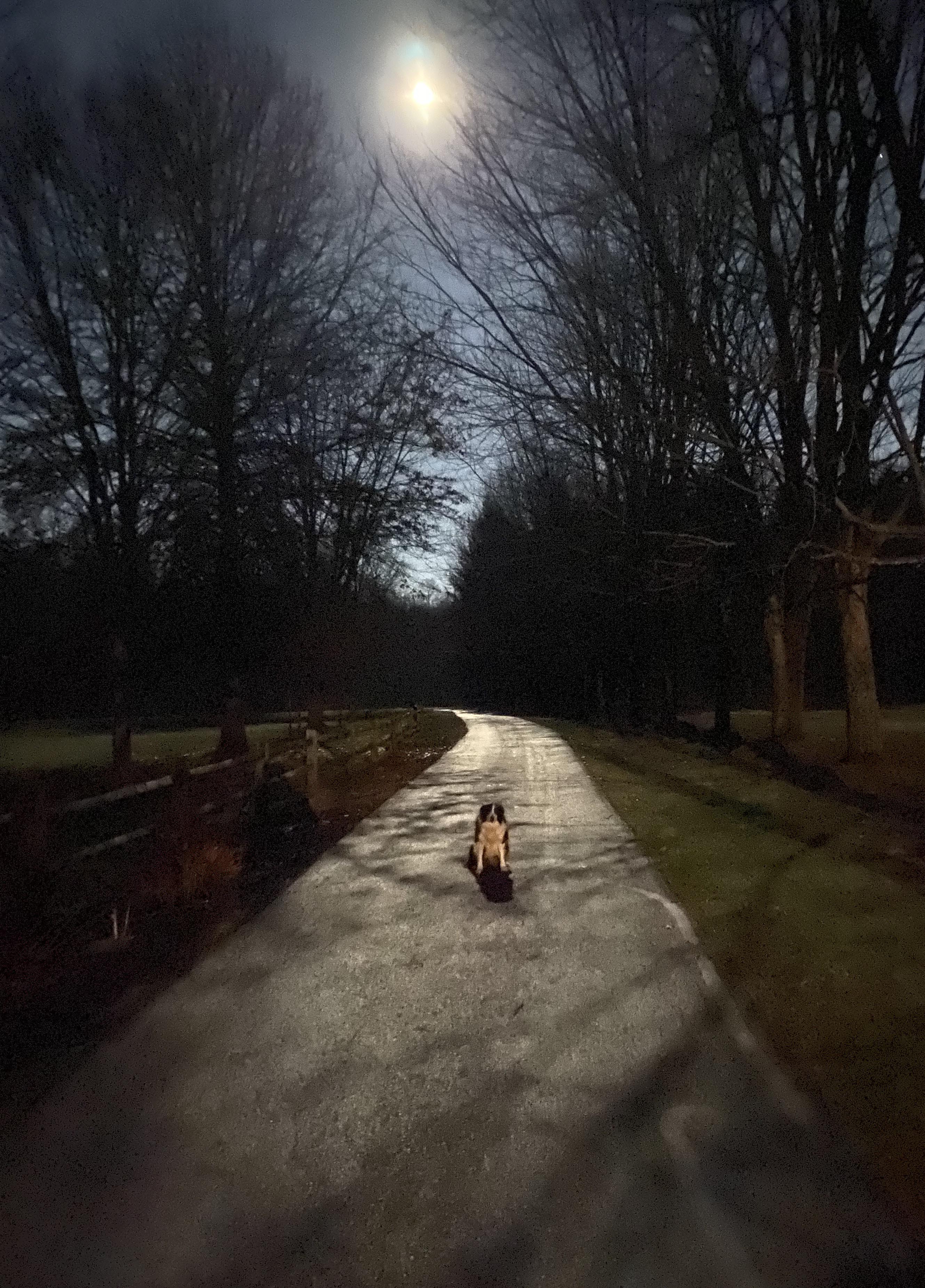 A nighttime photo of Missy at the farm